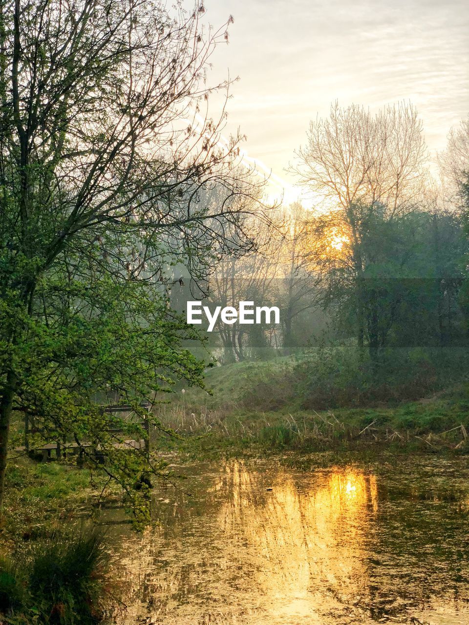 SCENIC VIEW OF RIVER FLOWING THROUGH FOREST