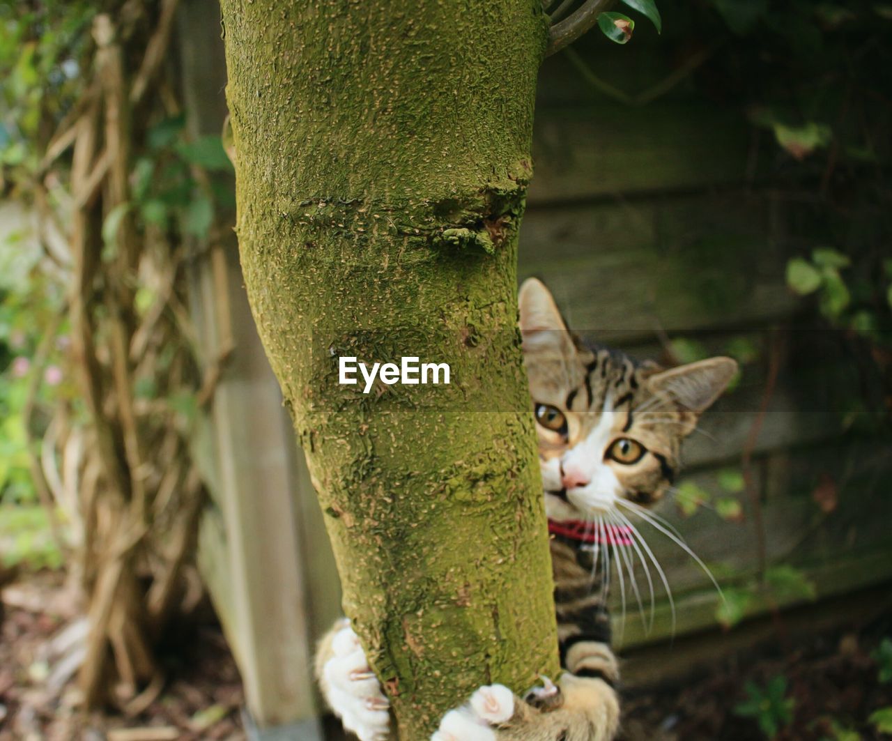 Portrait of cat on tree trunk