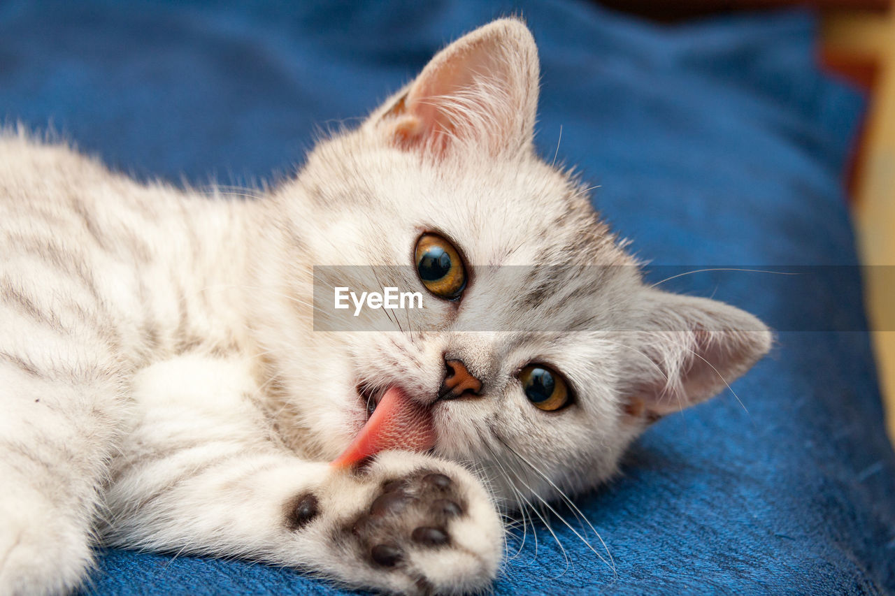 Soft british cat with orange eyes licks paw pink tongue lying on a blue sofa.