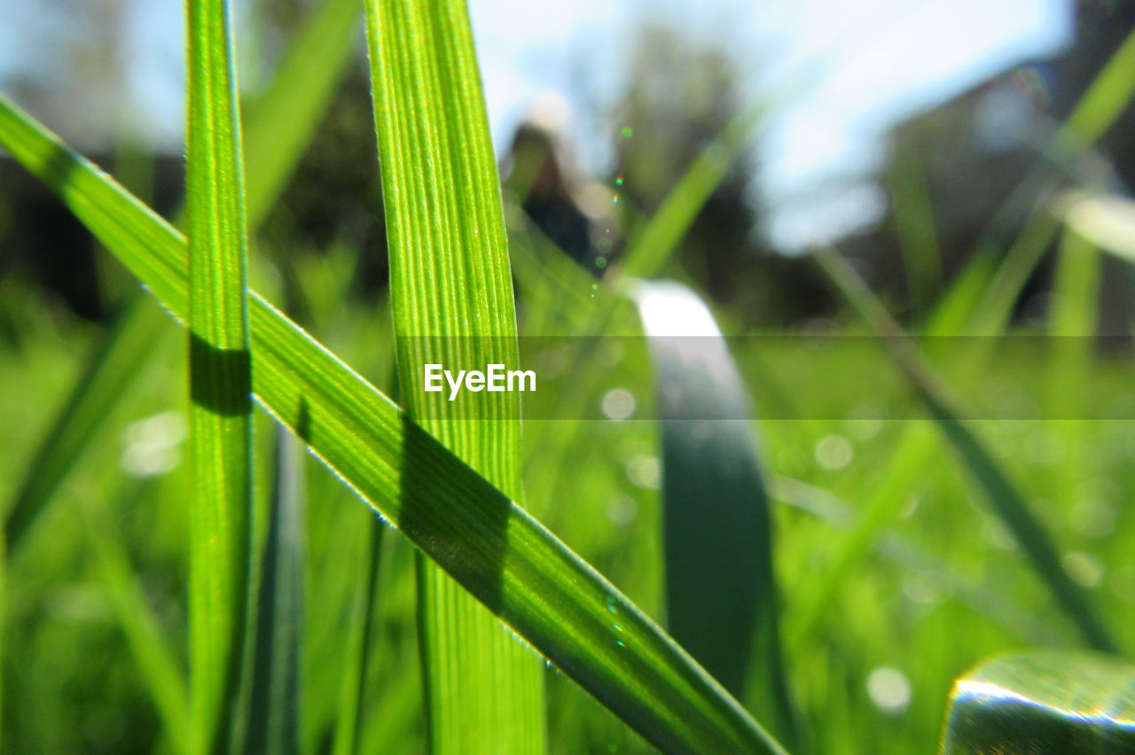 Close-up of fresh green leaf in field