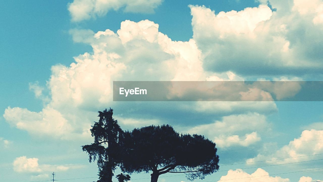 LOW ANGLE VIEW OF TREES AGAINST CLOUDY SKY