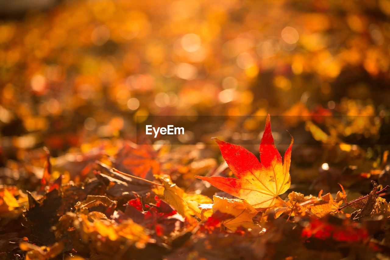 Close-up of autumn maple leaf