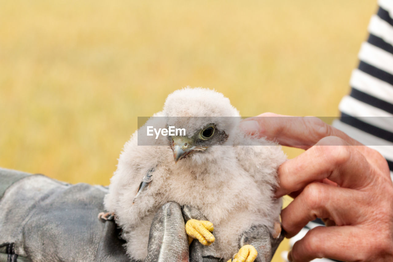 Cropped hand of person touching young bird