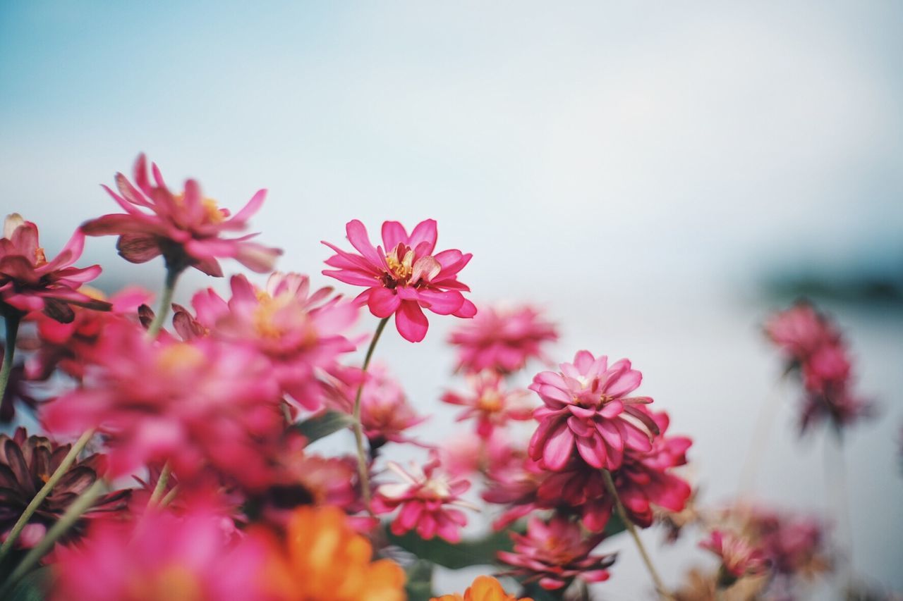 Close-up of pink flowering plants against sky