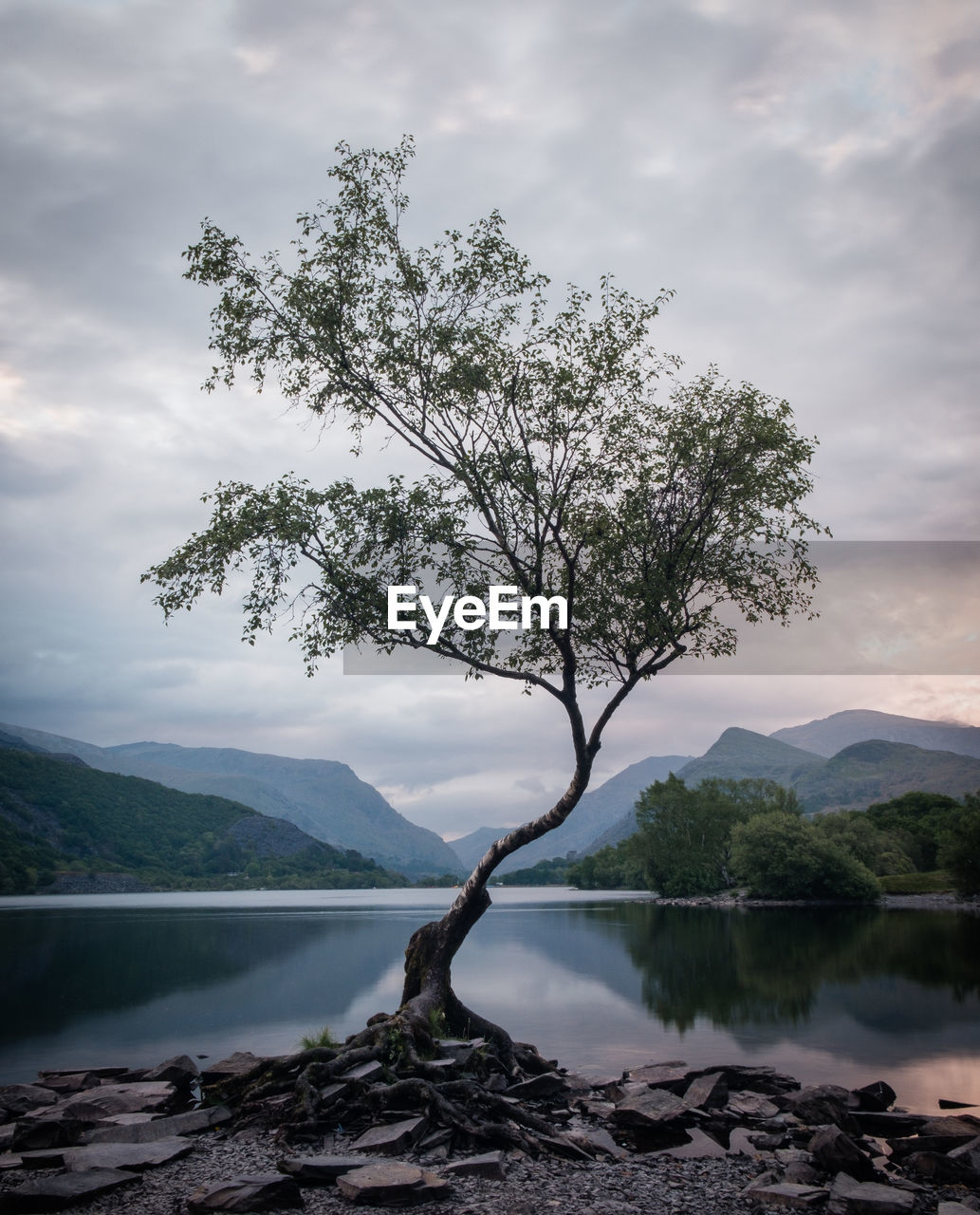 Tree by lake against sky