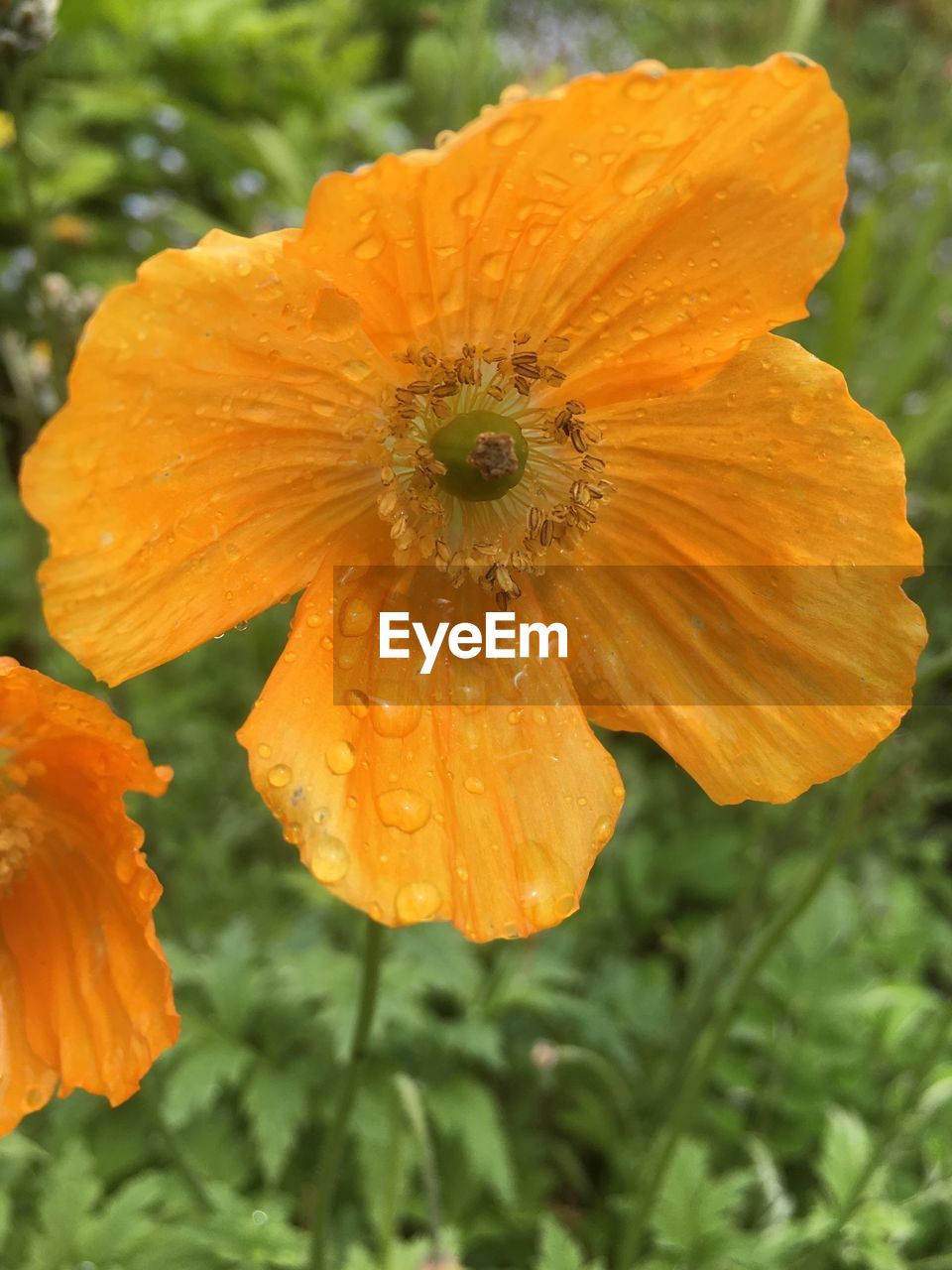 CLOSE-UP OF WATER DROPS ON ORANGE FLOWER