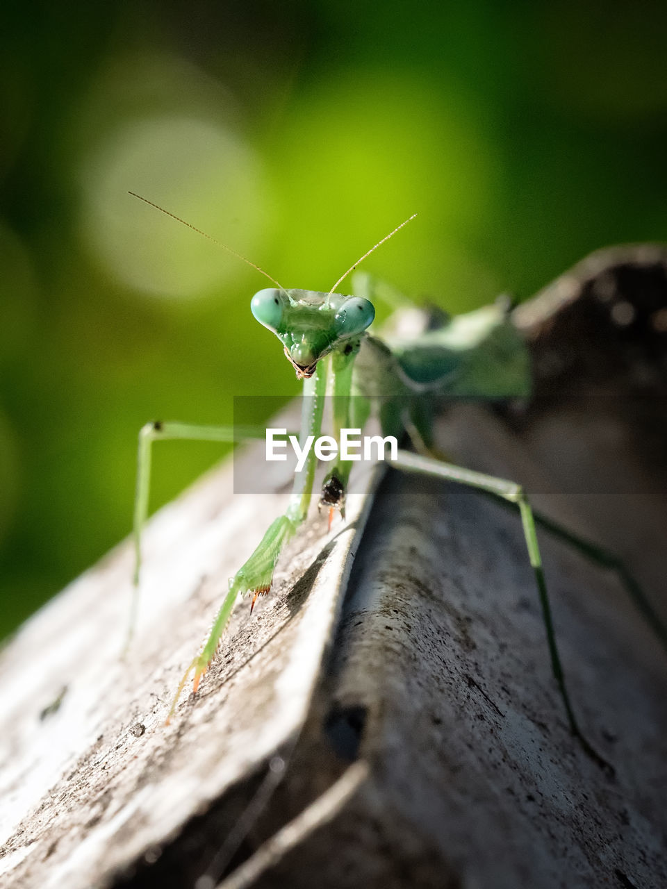 CLOSE-UP OF GRASSHOPPER