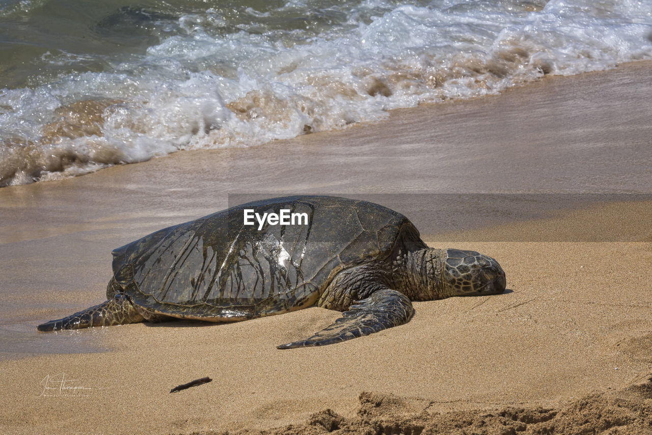 High angle view of turtle swimming in sea