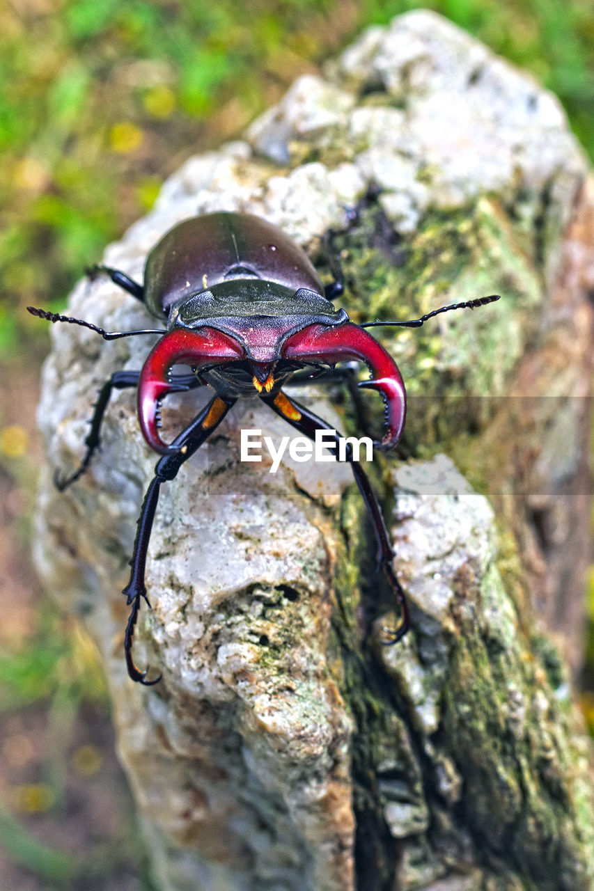 CLOSE-UP OF CATERPILLAR ON TREE TRUNK