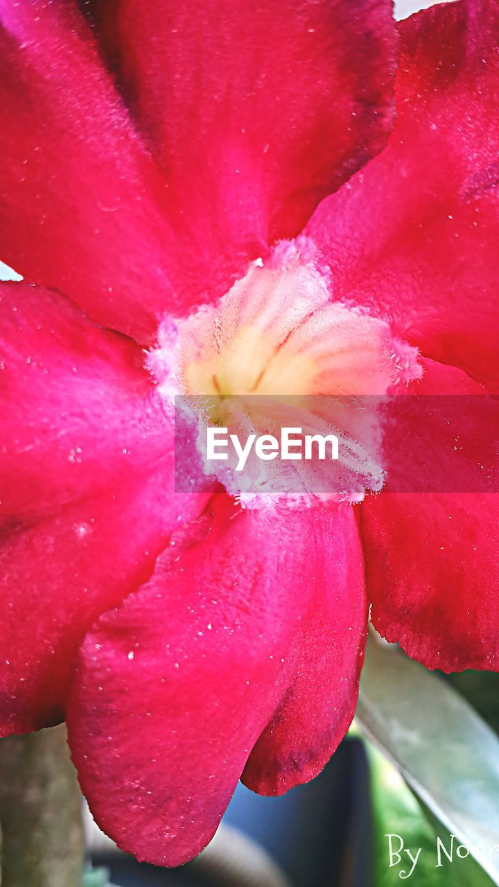 CLOSE-UP OF PINK FLOWERS BLOOMING IN POND