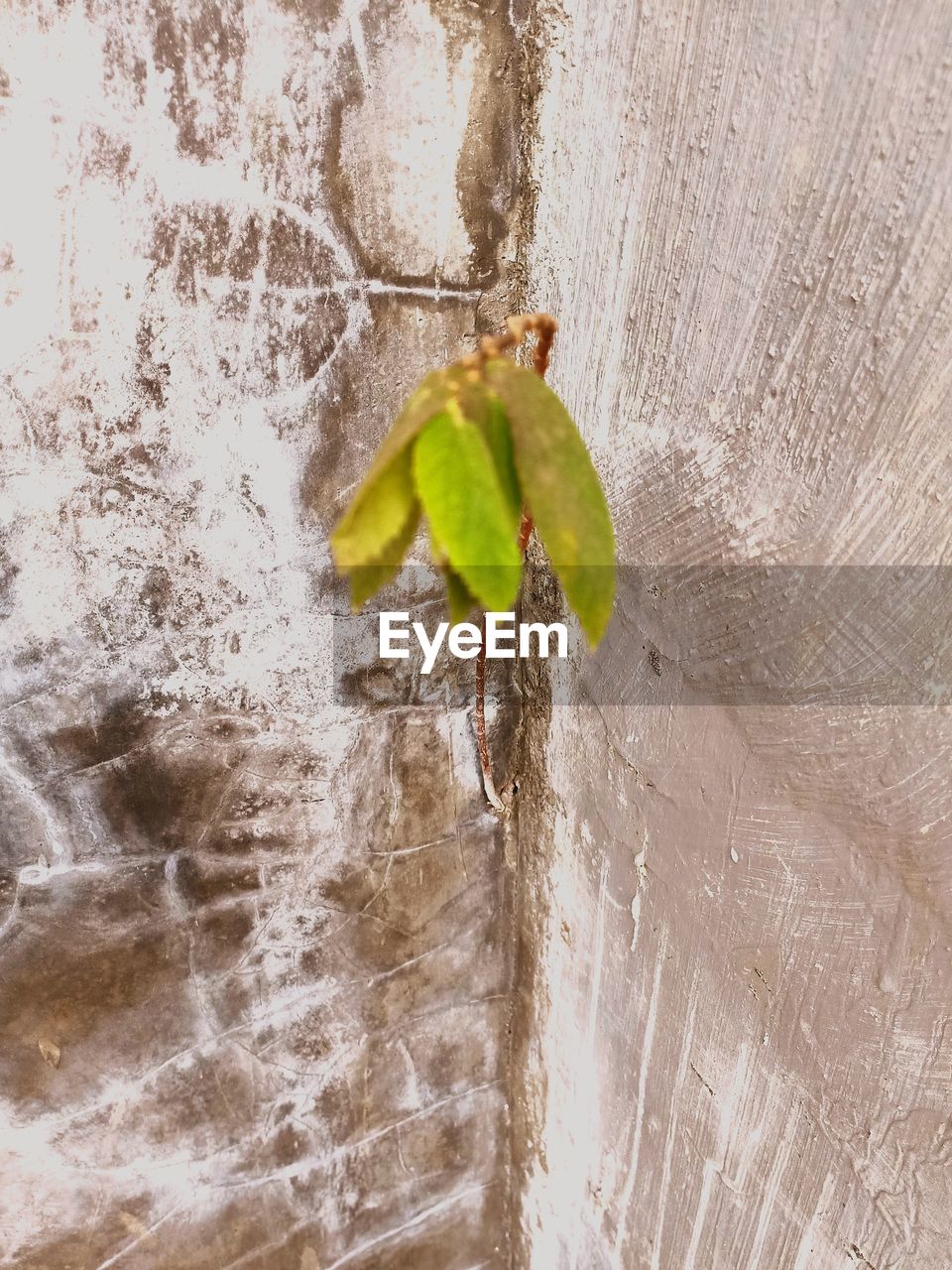 CLOSE-UP OF LEAF ON TREE TRUNK