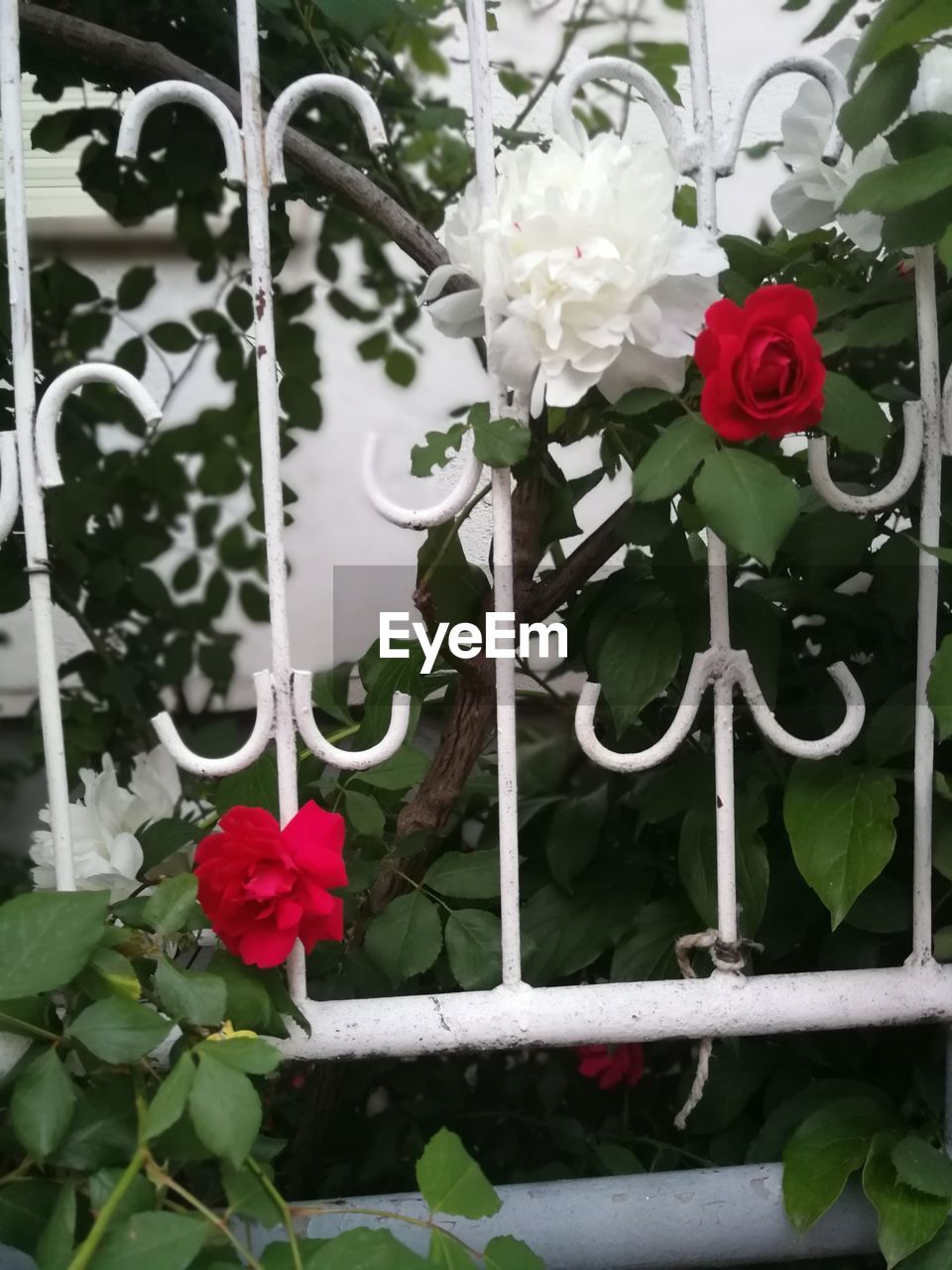 CLOSE-UP OF ROSE FLOWER