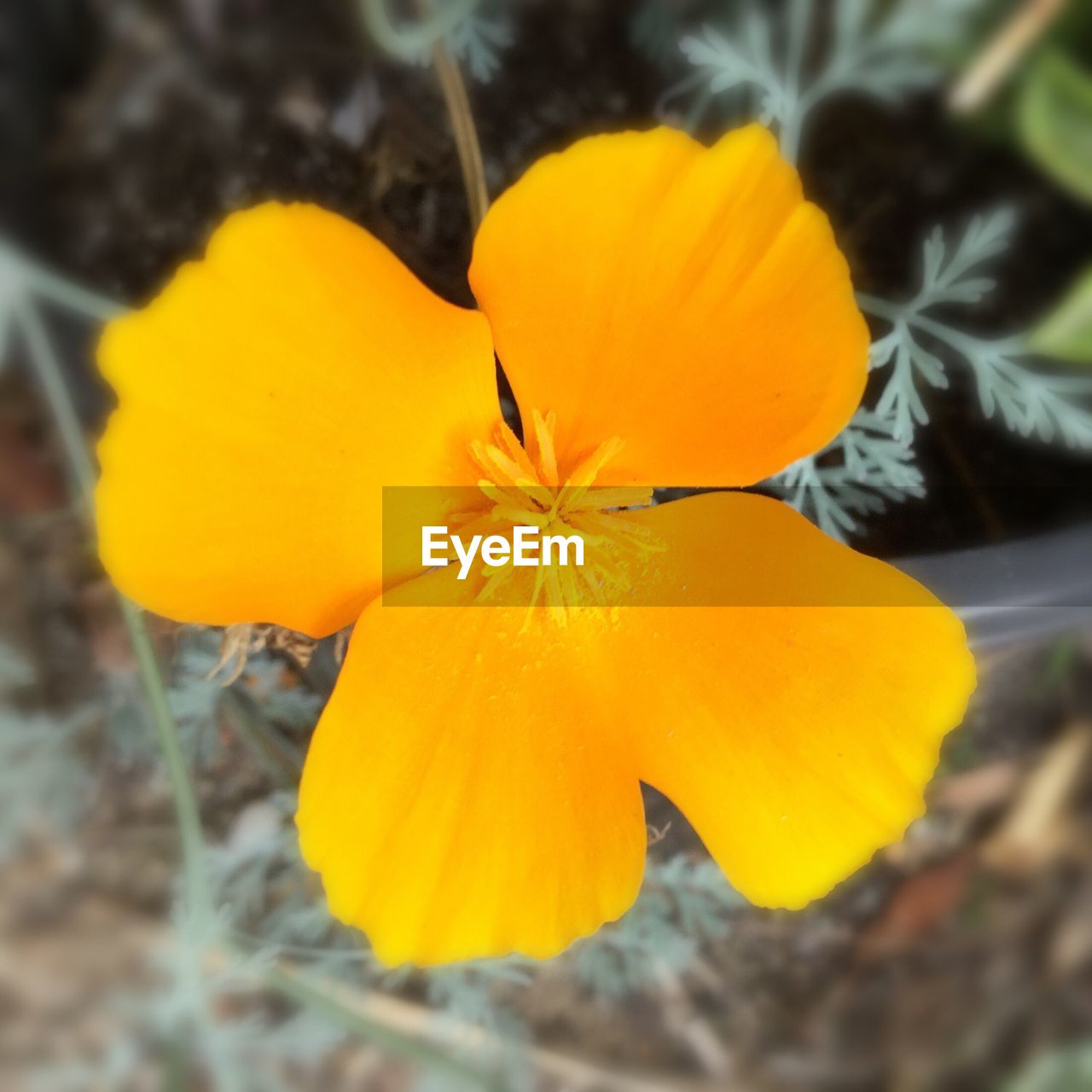 CLOSE-UP OF YELLOW FLOWERS