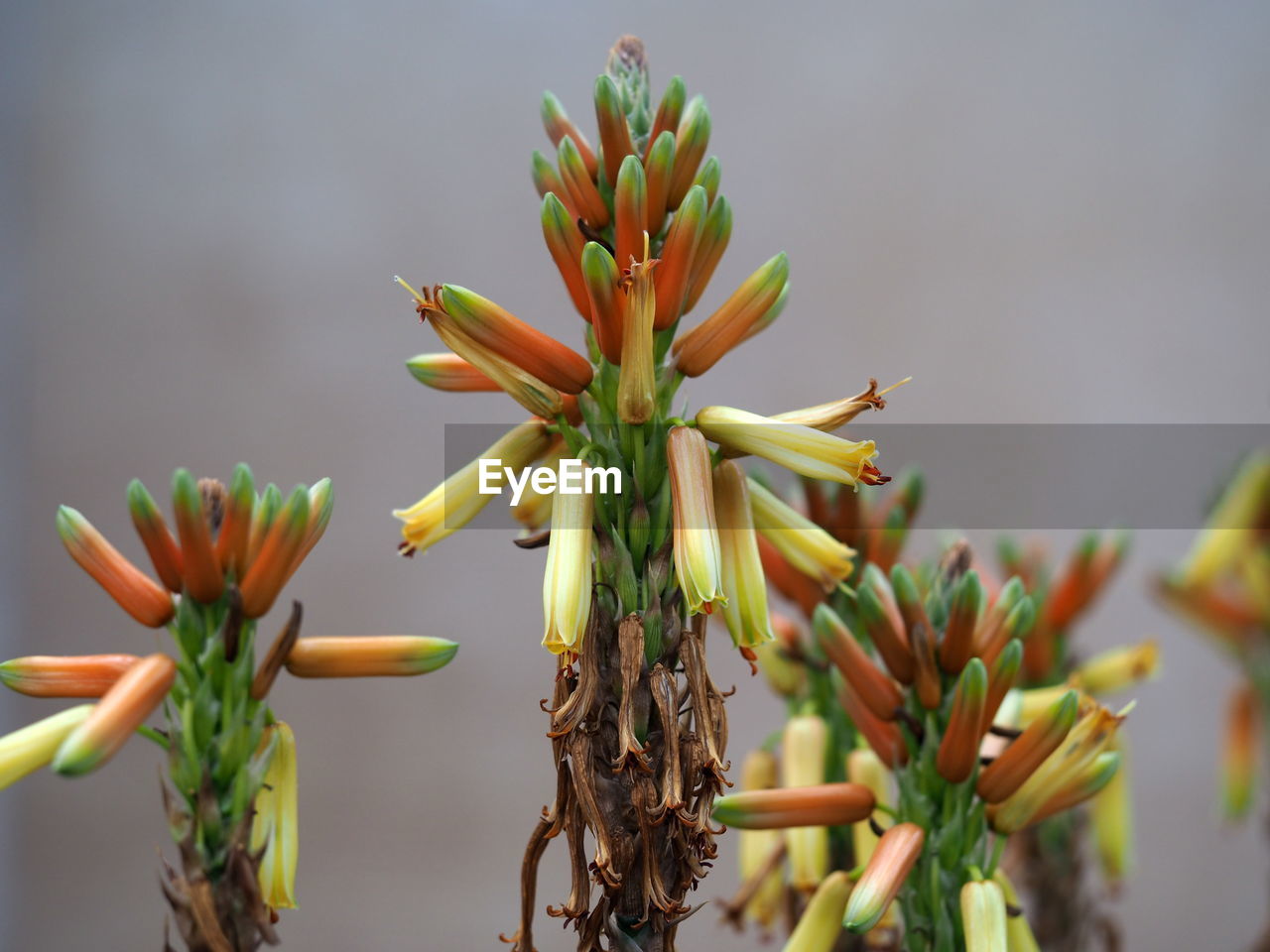 Close-up of yellow flowering plant