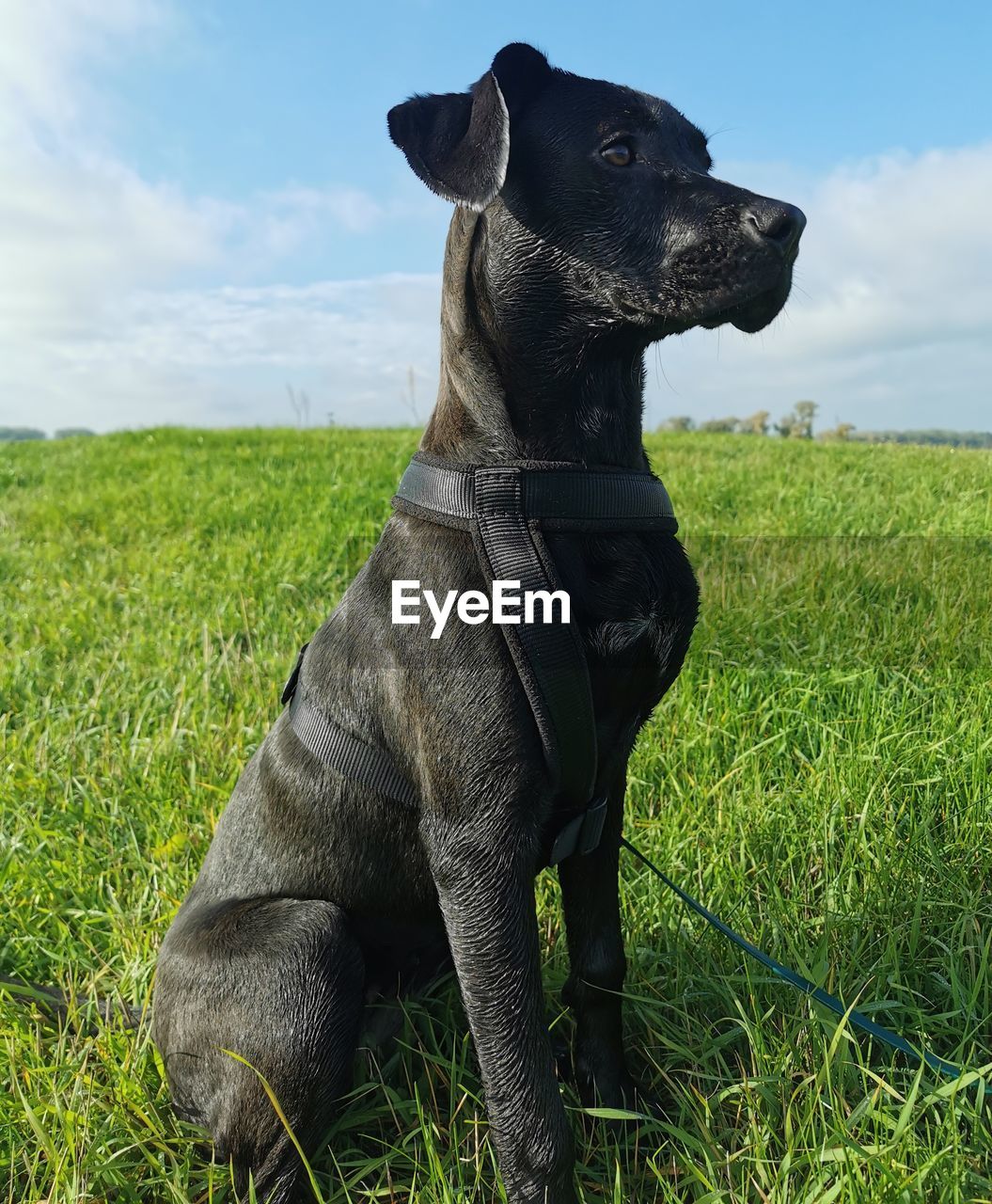 animal themes, animal, dog, mammal, one animal, grass, pet, sky, plant, domestic animals, canine, nature, cloud, field, no people, green, day, land, looking, landscape, environment, outdoors, carnivore, looking away, guard dog