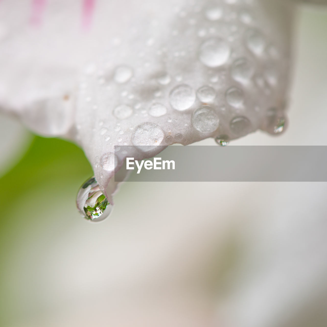 CLOSE-UP OF RAINDROPS ON LEAF