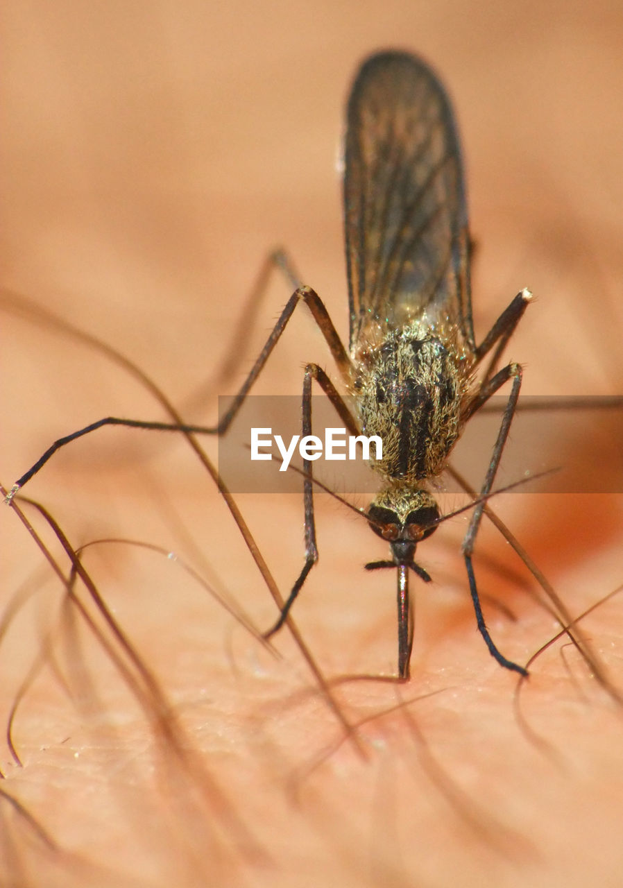 Close-up of mosquito on hand