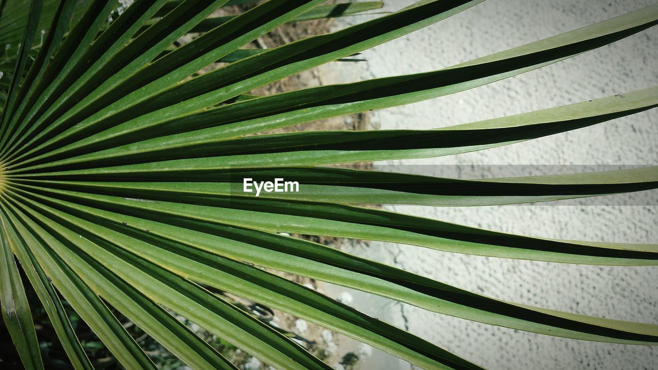 Close-up of palm tree leaves