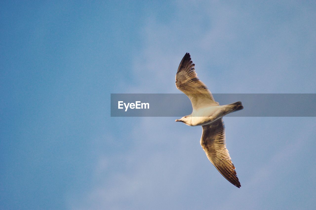 LOW ANGLE VIEW OF SEAGULL FLYING AGAINST SKY