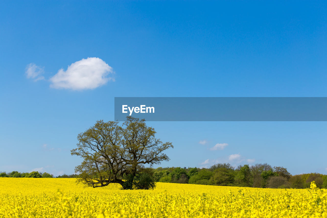 Scenic view of oilseed rape field against sky