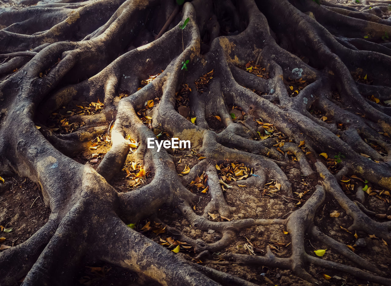 Full frame shot of tree trunk