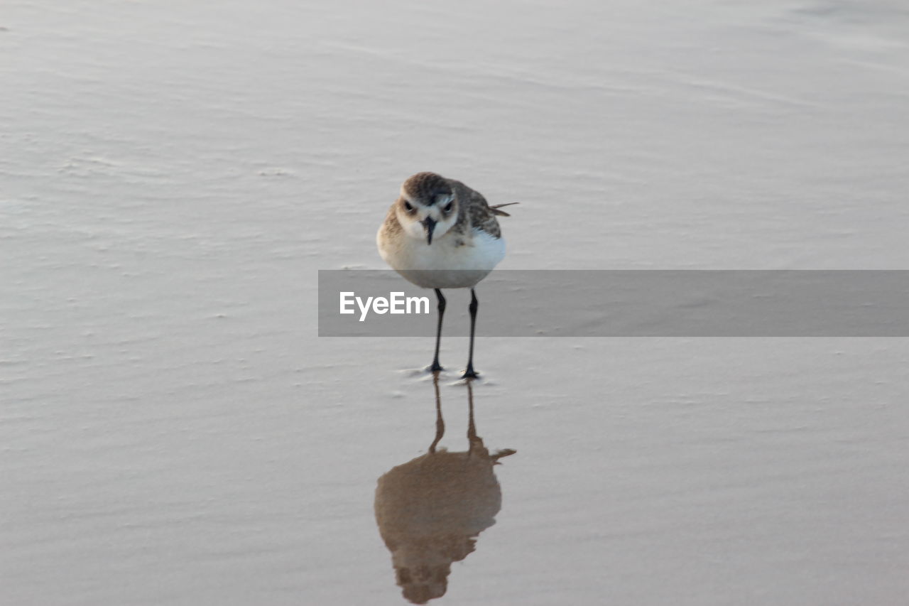 WHITE BIRD PERCHING ON A BEACH