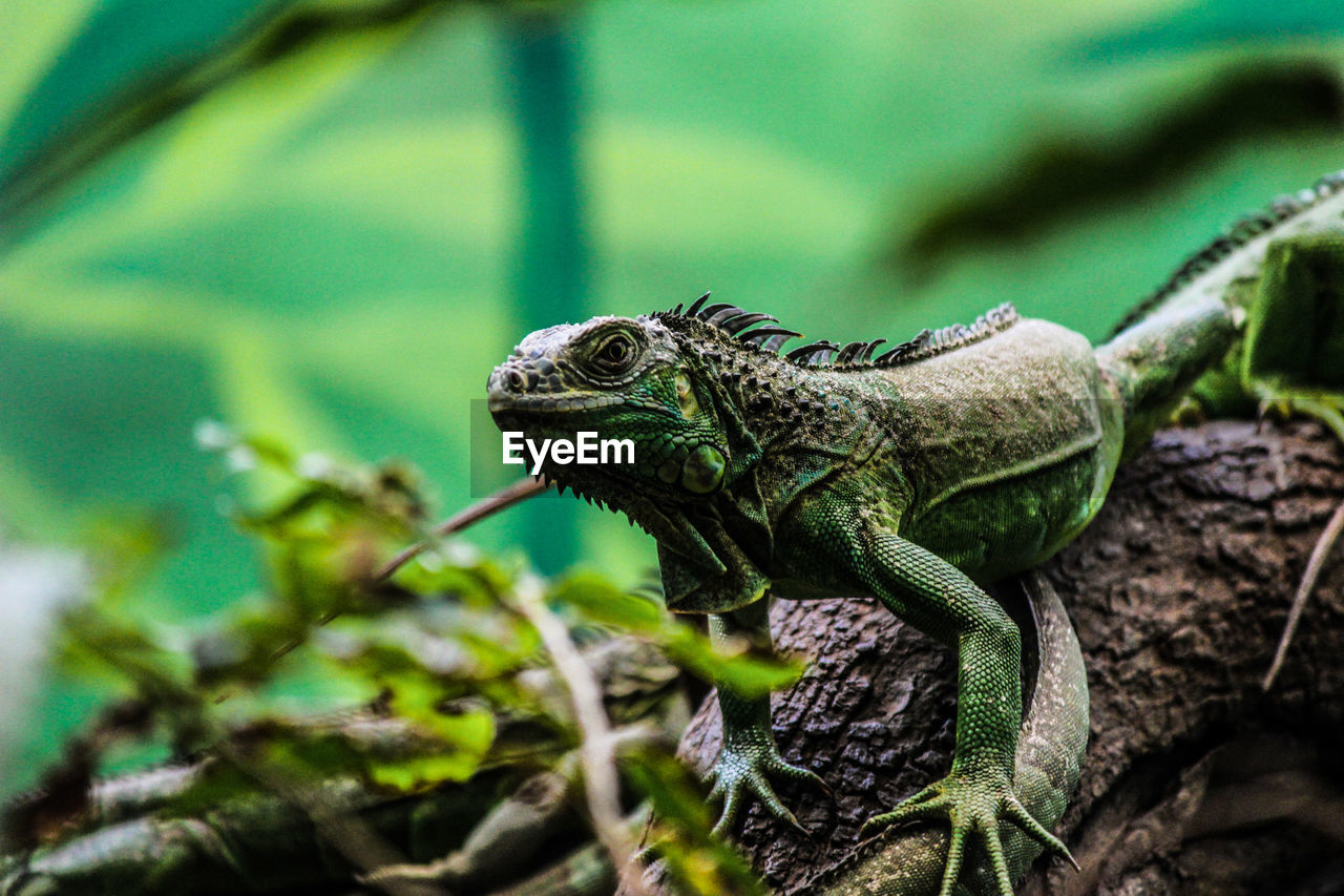 Close-up of lizard