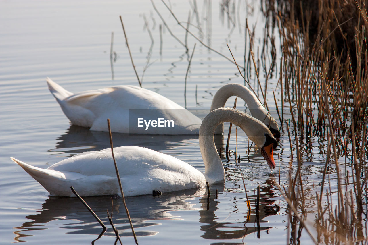 SWANS SWIMMING ON LAKE