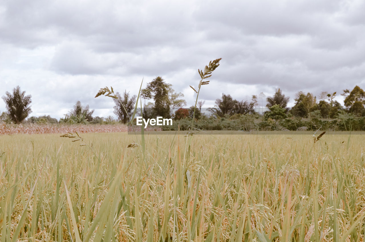 plant, landscape, cloud, land, sky, field, agriculture, prairie, environment, grassland, nature, grass, cereal plant, rural scene, crop, food, rural area, tree, growth, no people, scenics - nature, wheat, beauty in nature, plain, outdoors, day, overcast, tranquility, cereal, tranquil scene, meadow, steppe, non-urban scene, savanna, rye, triticale