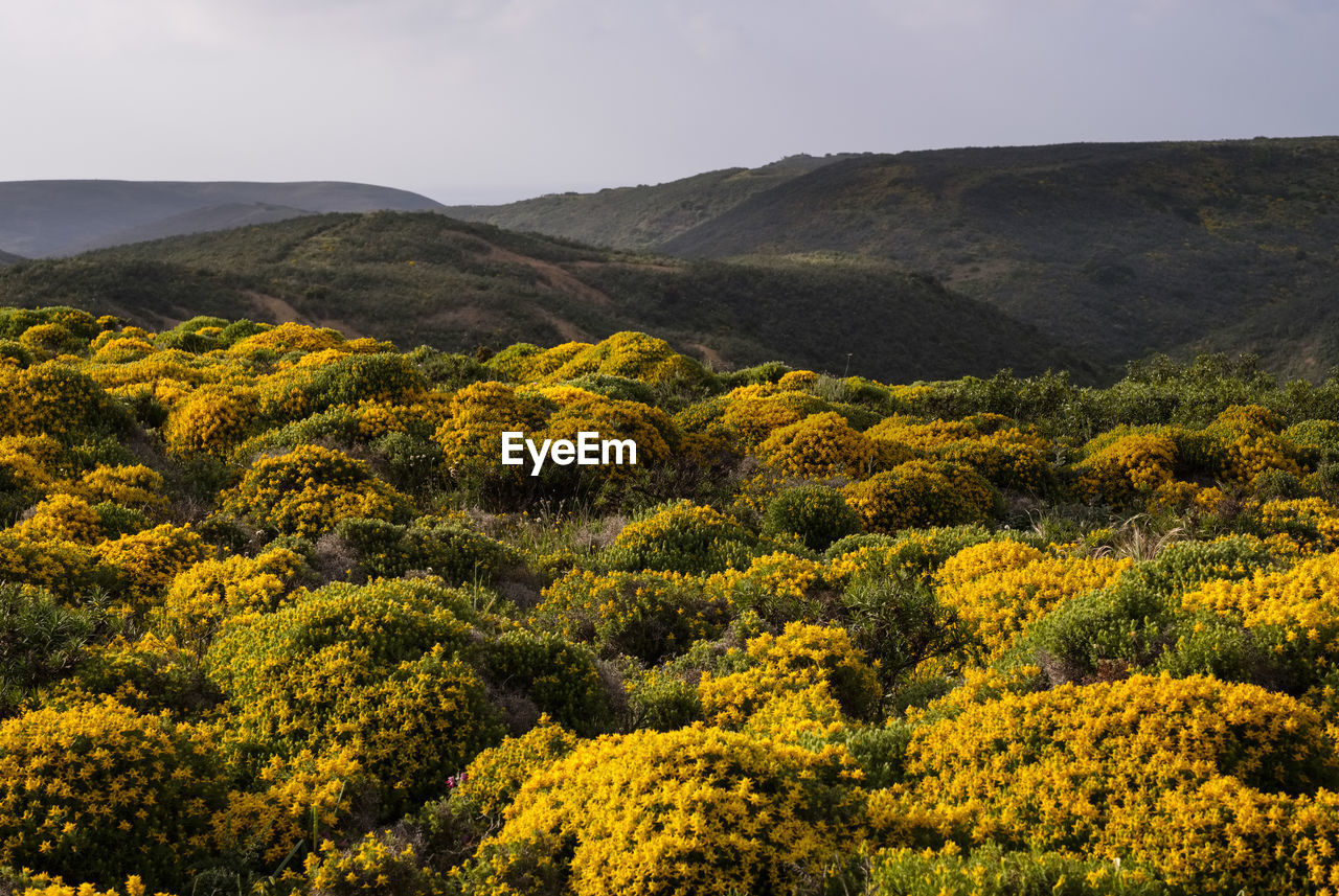 Scenic view of yellow flowering plants and mountains against sky