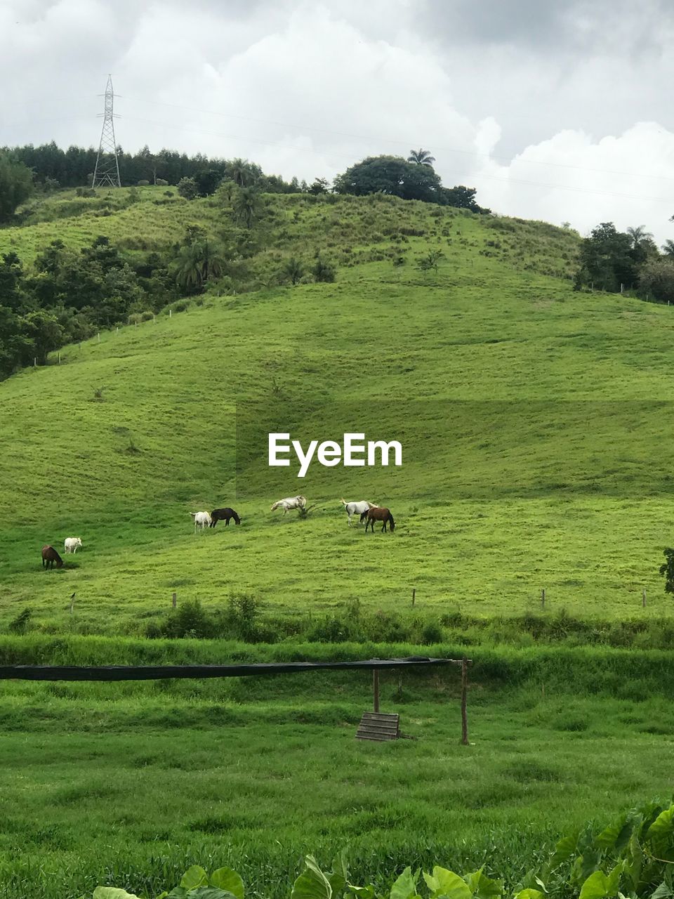 SCENIC VIEW OF GRASSY FIELD AGAINST TREES