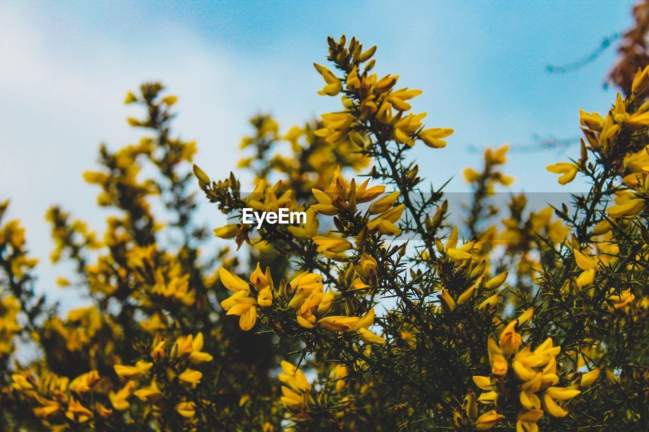 Close-up of yellow flowering plants on field