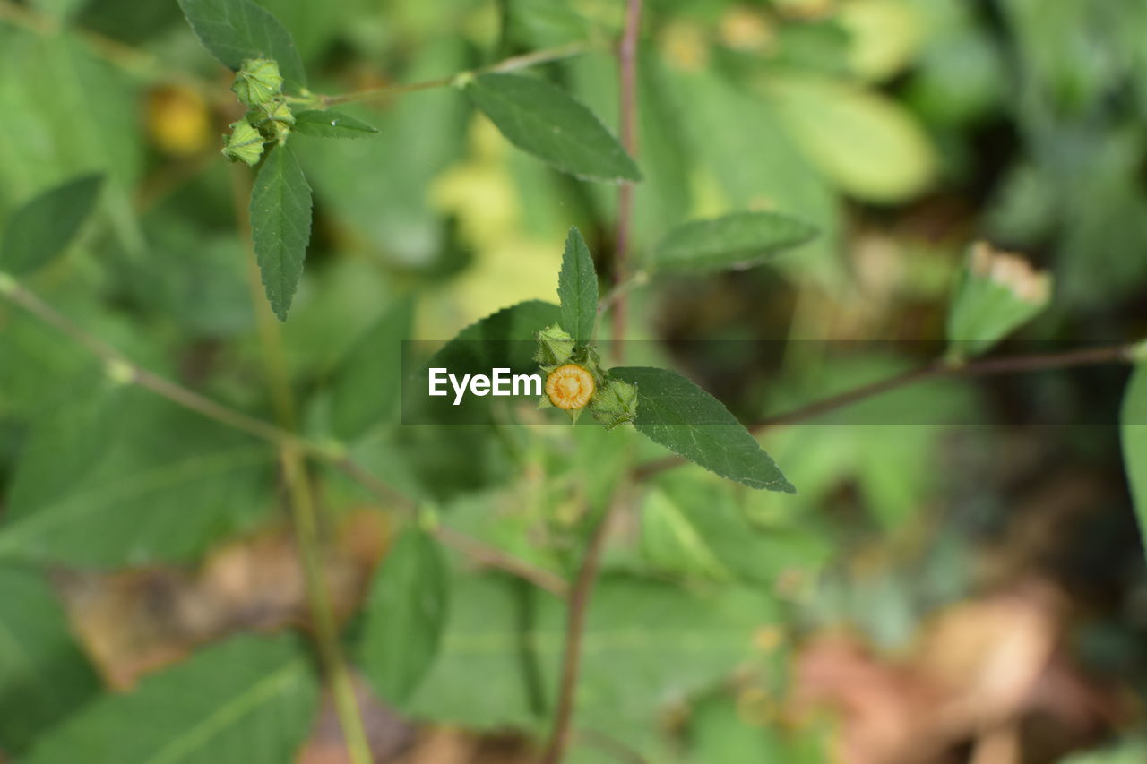 CLOSE-UP OF HONEY BEE ON PLANT
