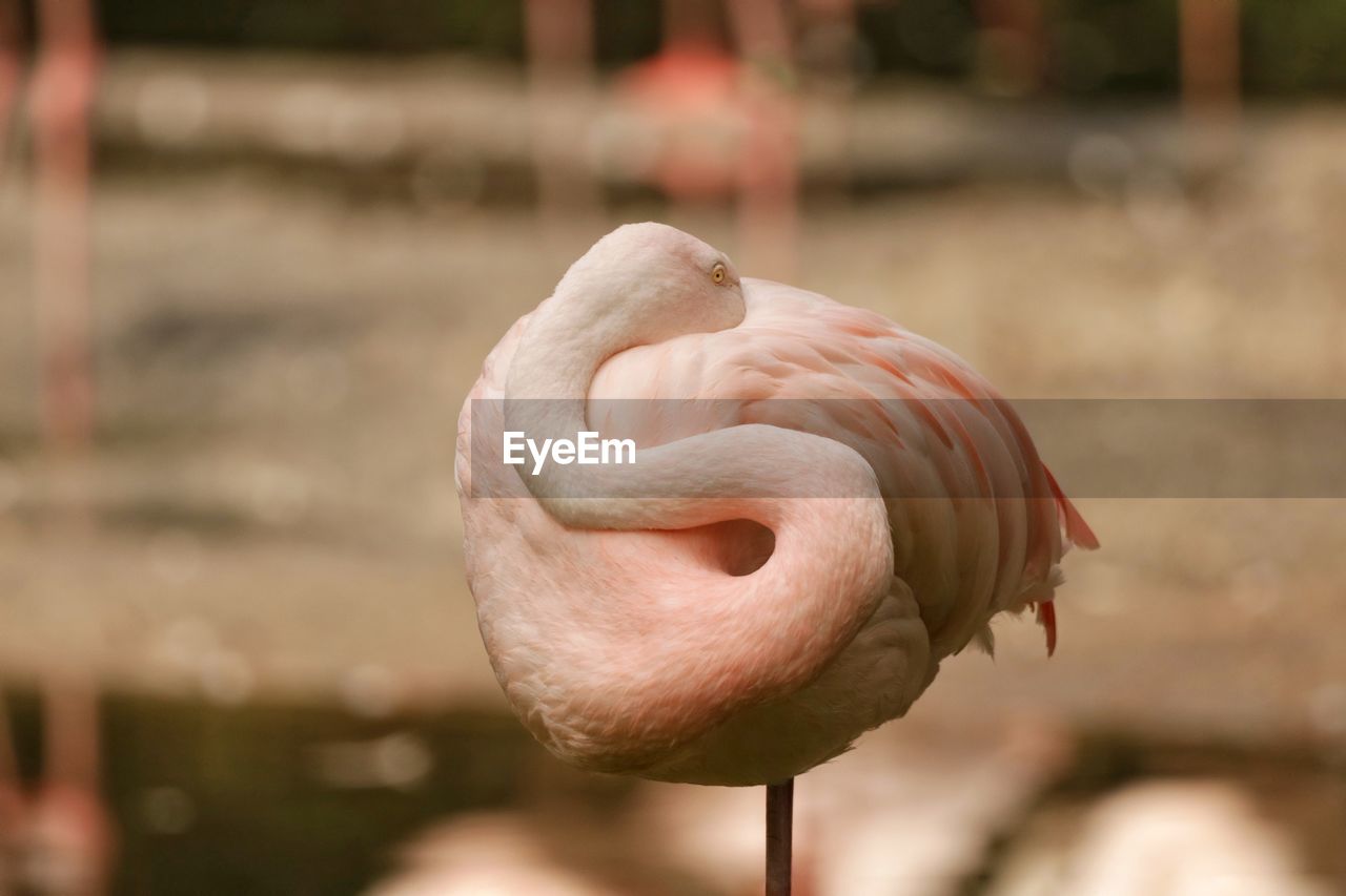 Close-up of a flamingo