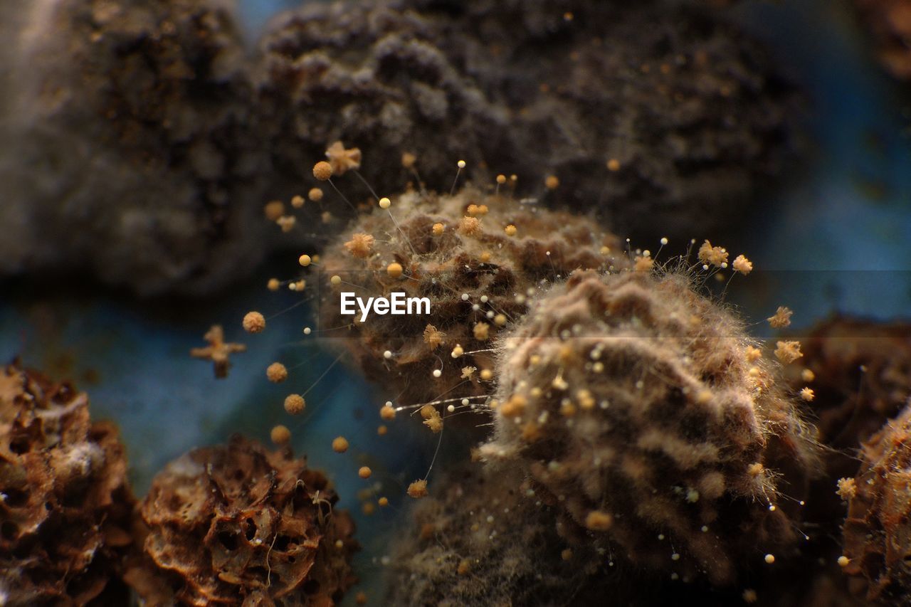 Close-up of coral in sea