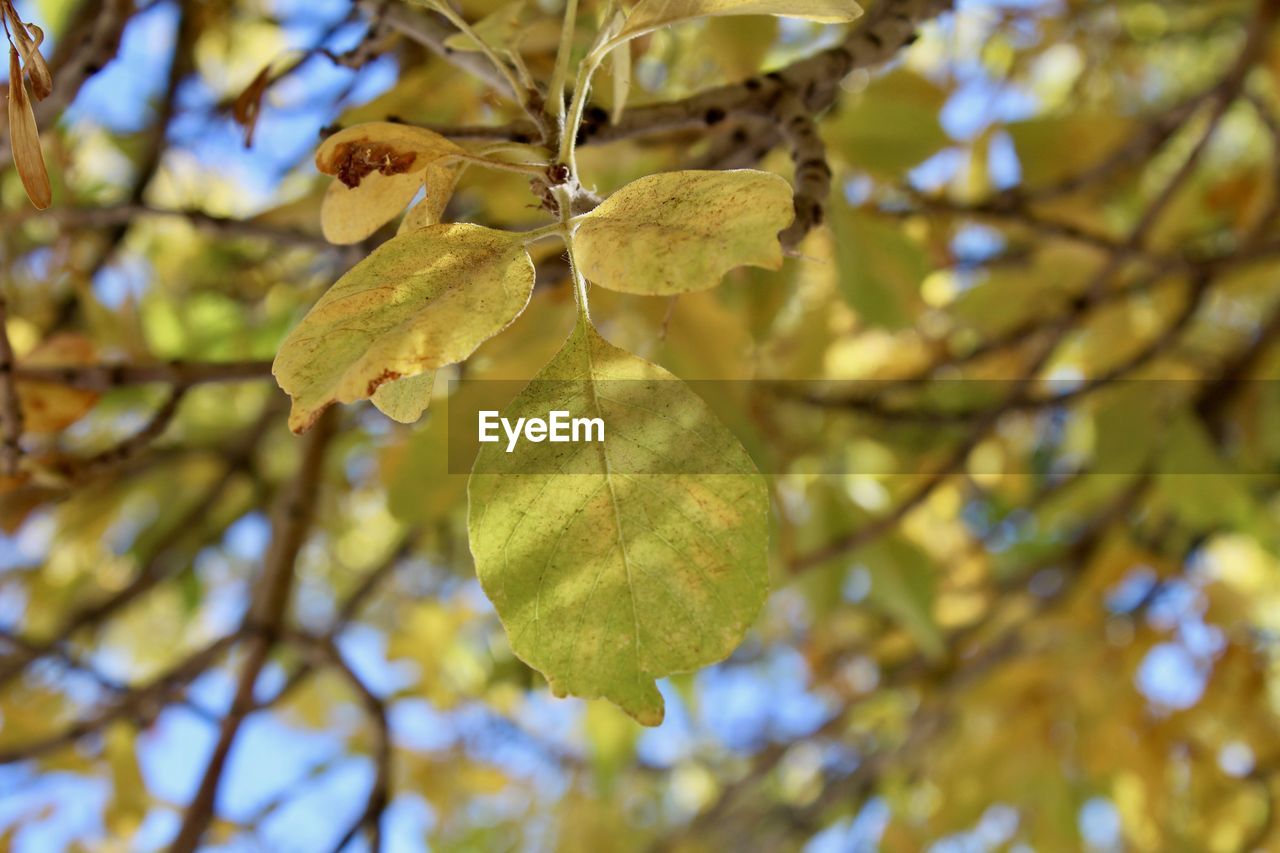 Low angle view of leaves on tree