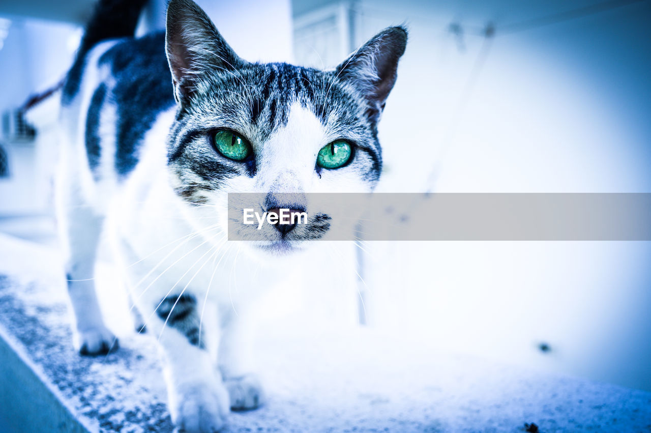 CLOSE-UP PORTRAIT OF CAT BY SNOW ON ICE