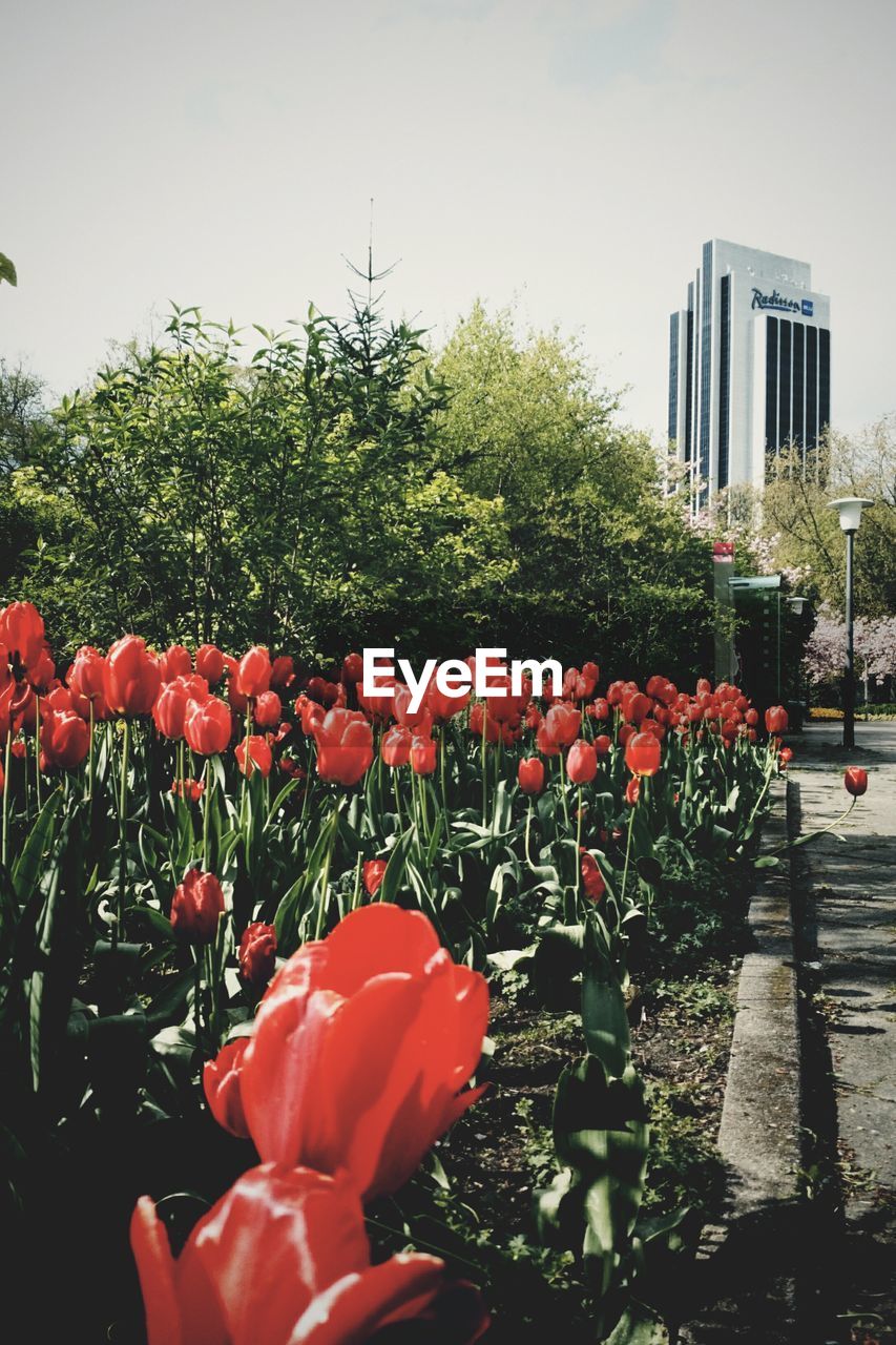 FLOWERS BLOOMING AGAINST TREES