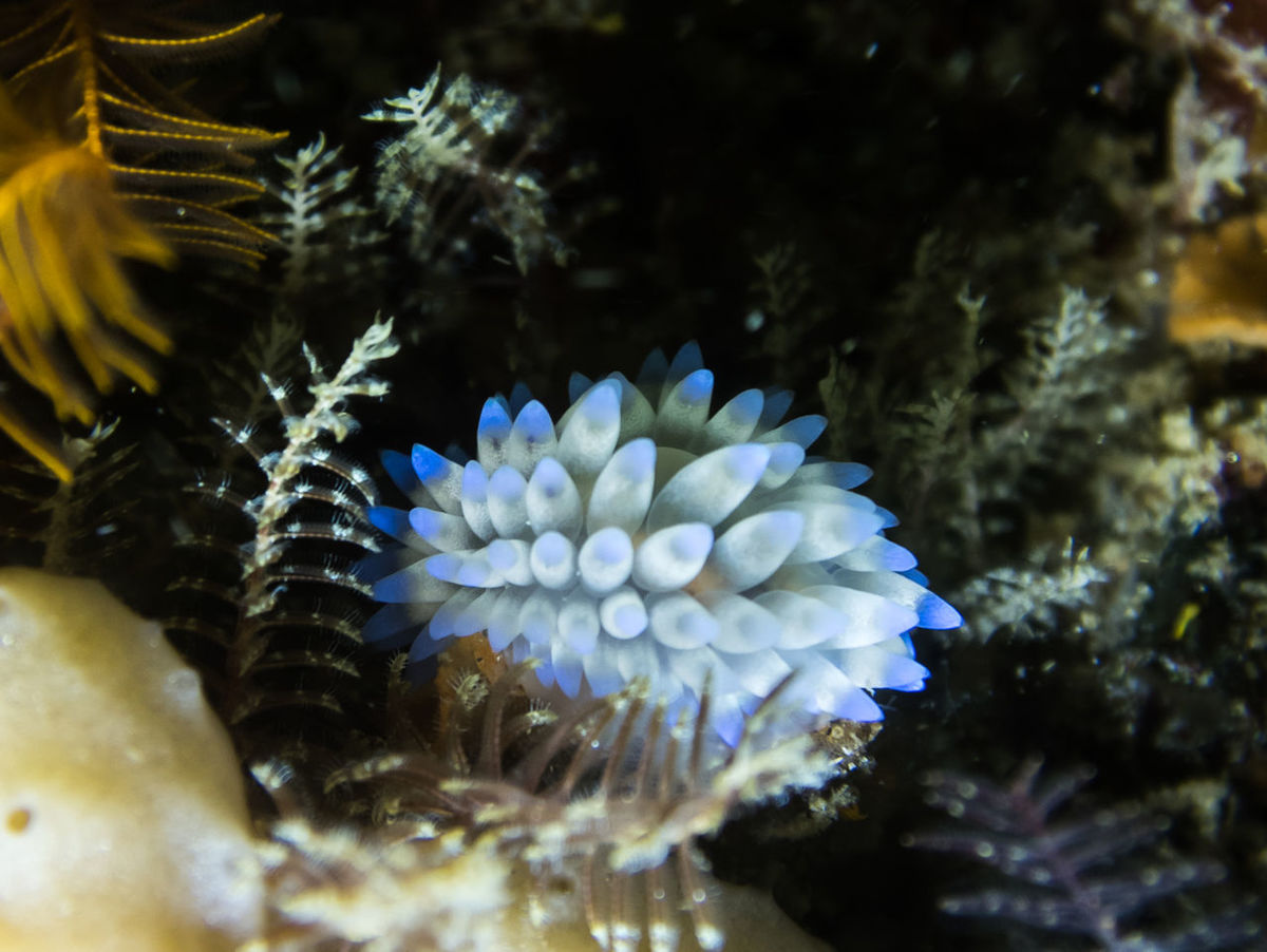 CLOSE-UP OF JELLYFISH UNDERWATER