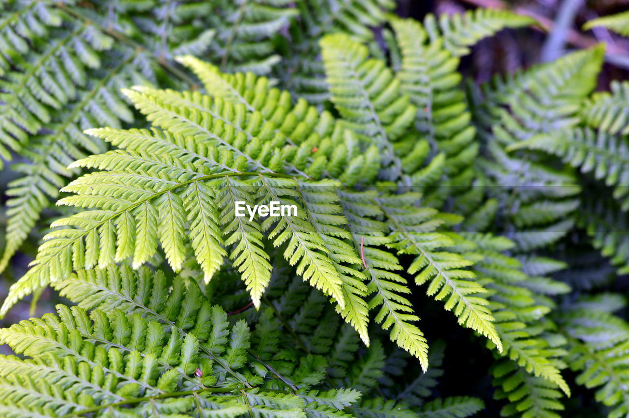 Close-up of fern leaves