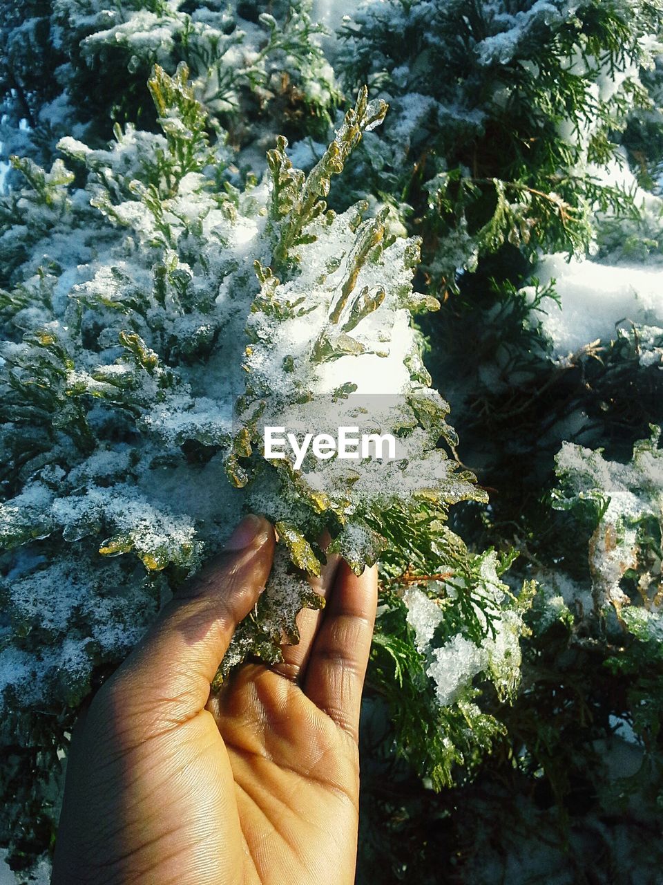 Close-up of hand holding frozen leaf