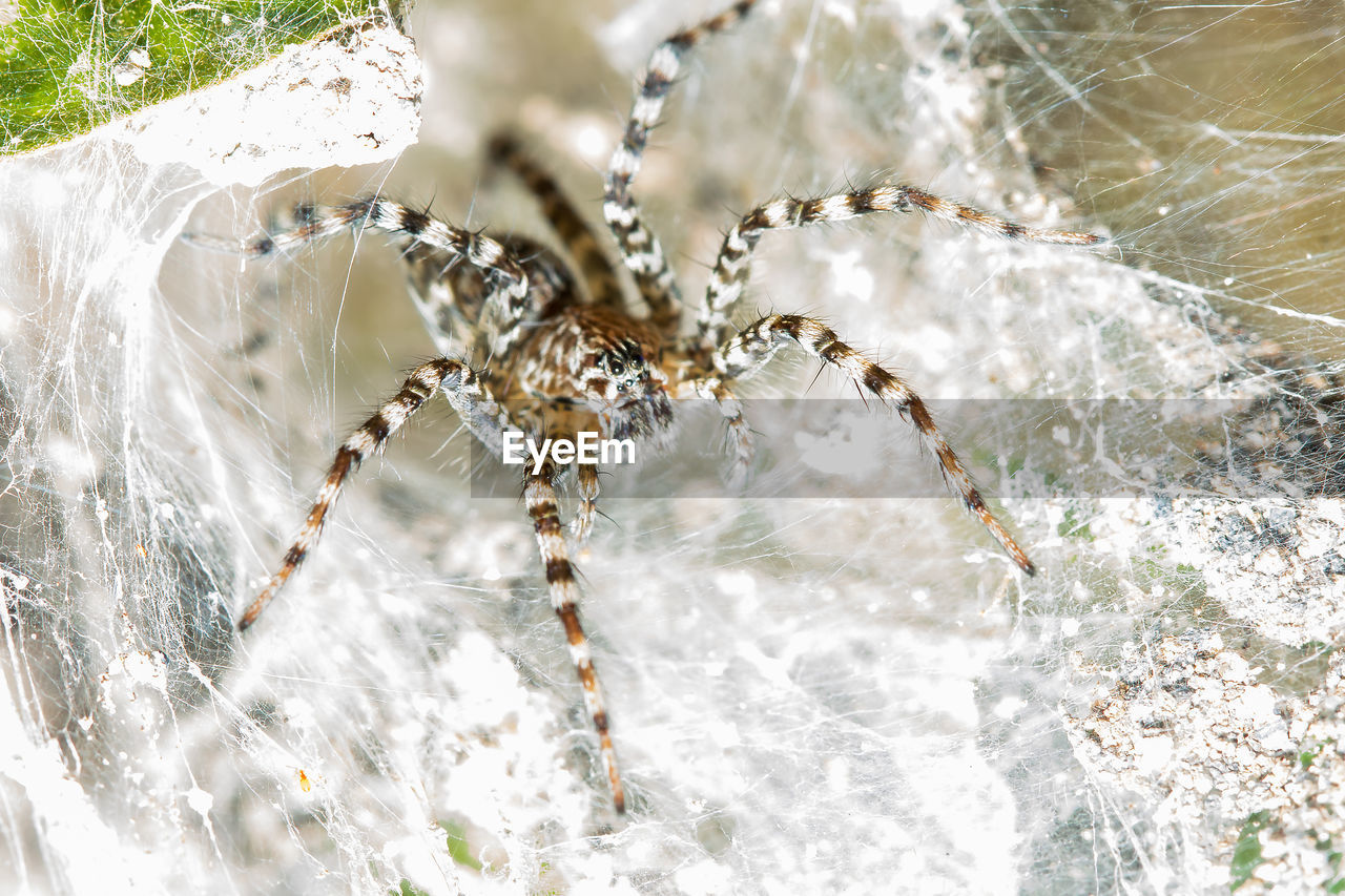 CLOSE-UP OF SPIDER WEB