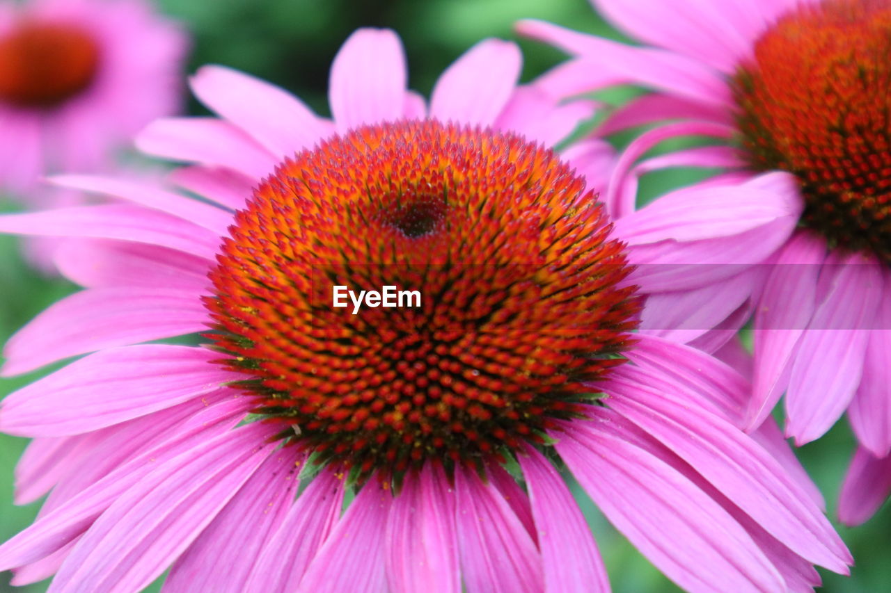 CLOSE-UP OF PINK DAISY FLOWER