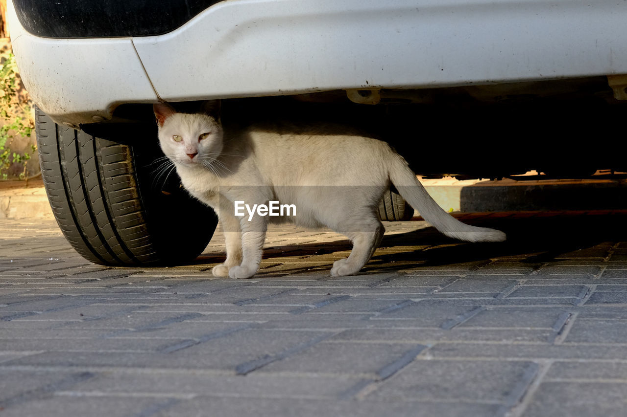 Cat standing under car in town 