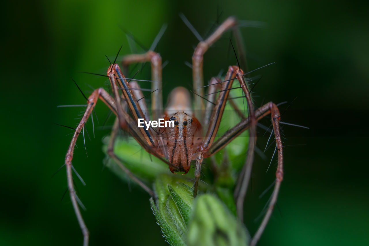 Close-up of insect on leaf