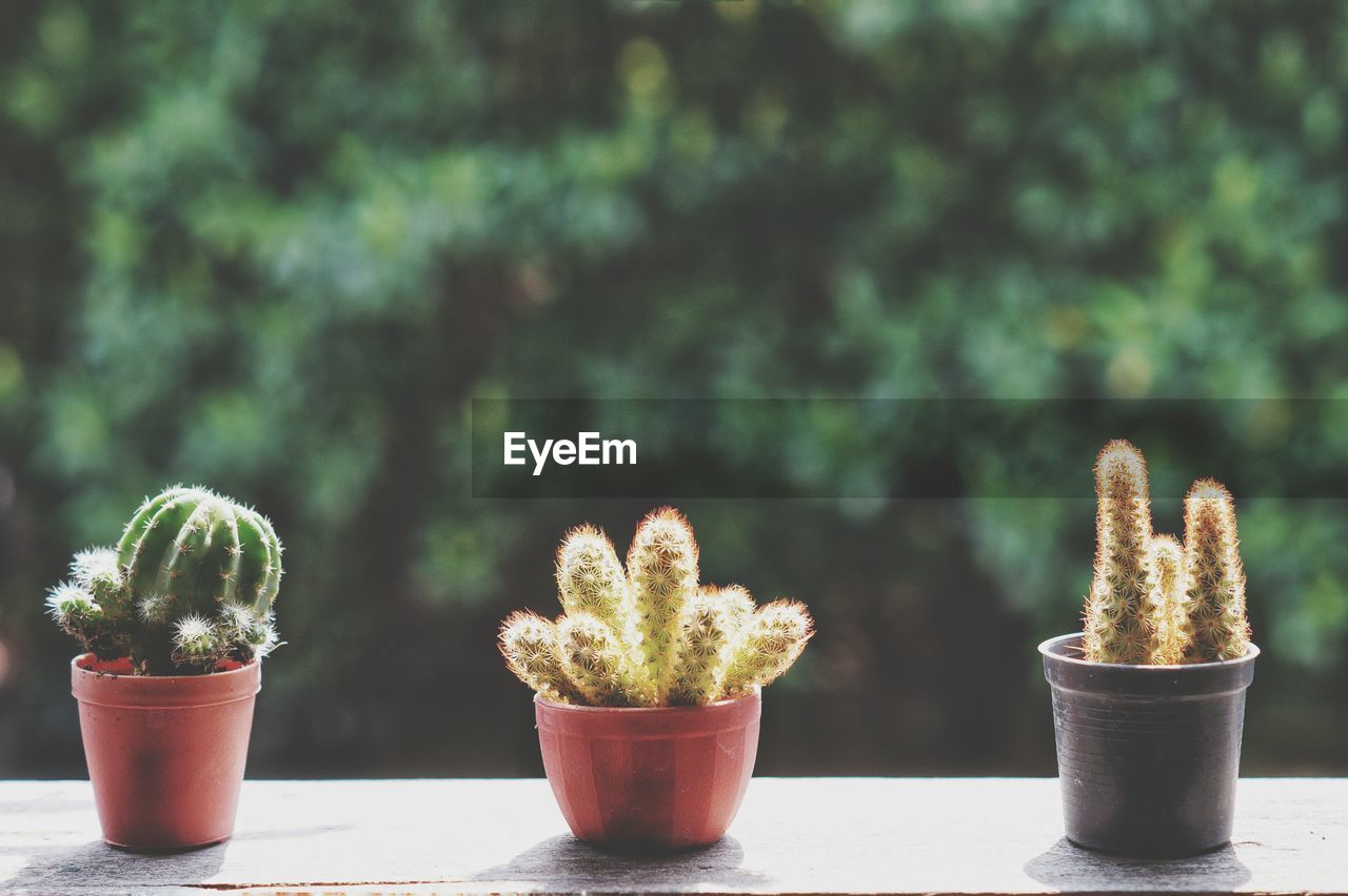 CLOSE-UP OF POTTED CACTUS PLANT ON TABLE