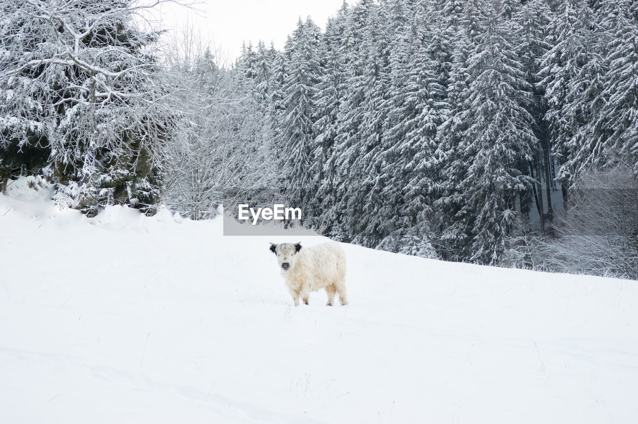 Highland cattle standing on snow covered field