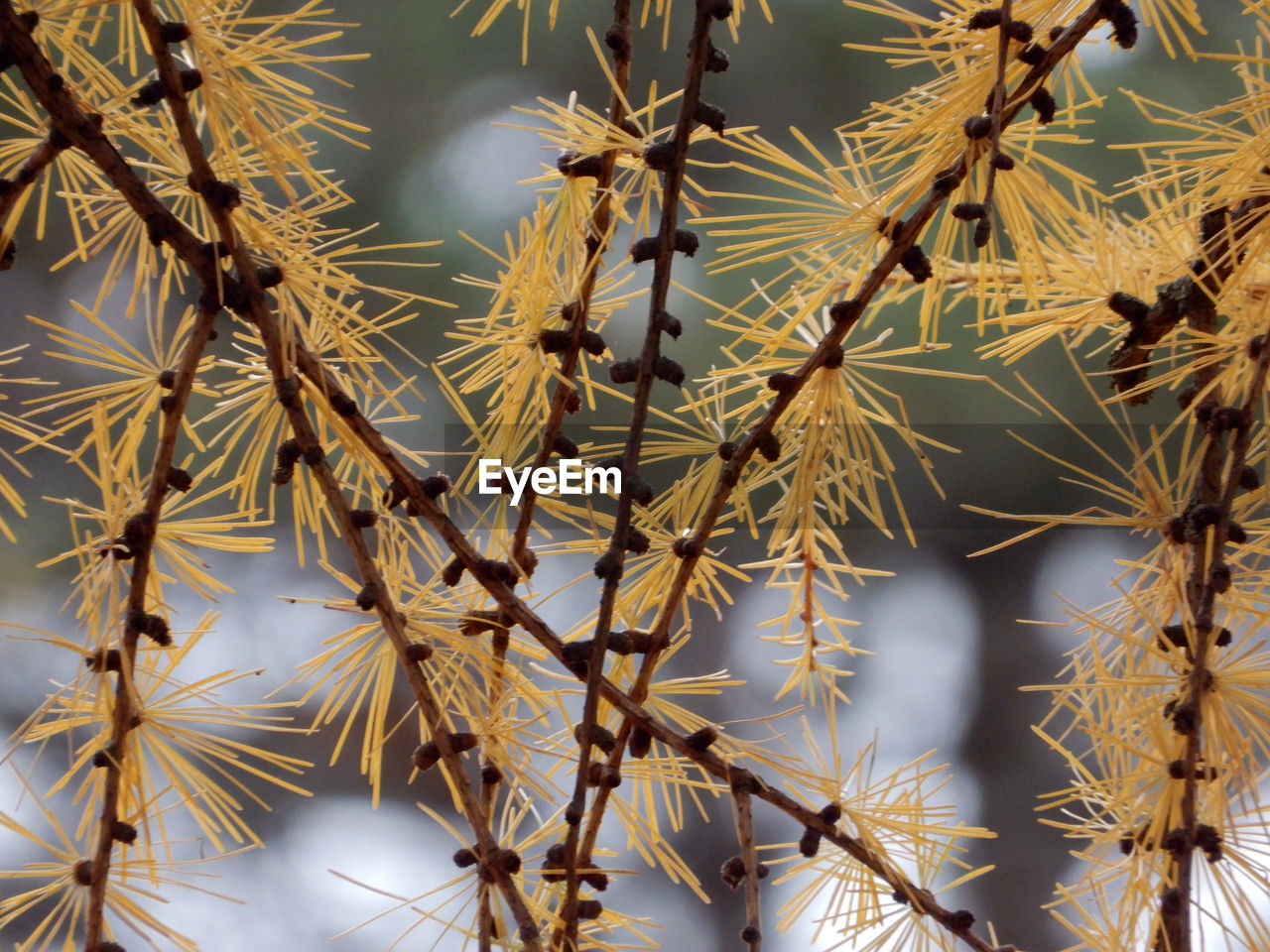 Full frame shot of flowering plants