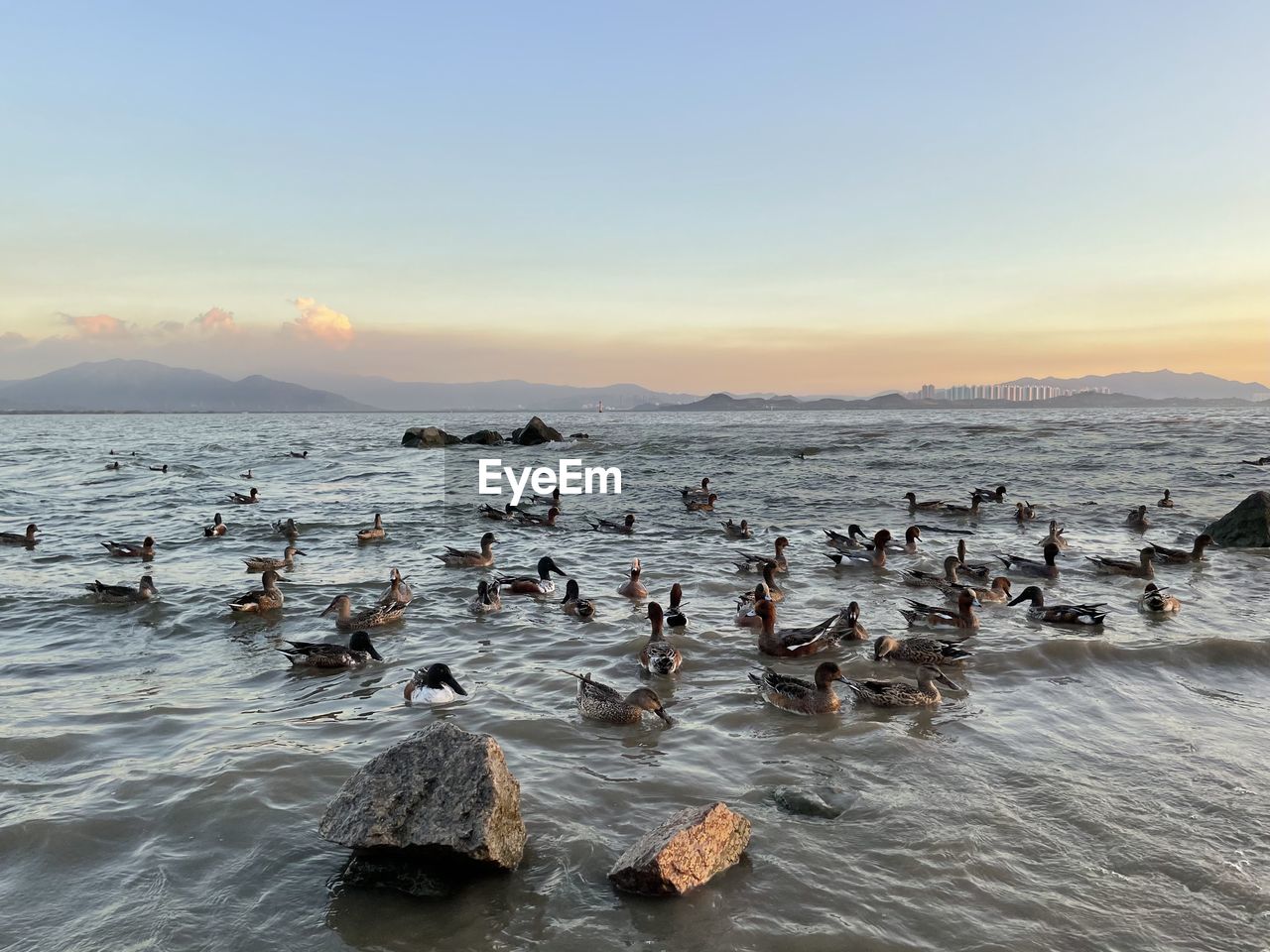 BIRDS SWIMMING IN SEA AGAINST SKY