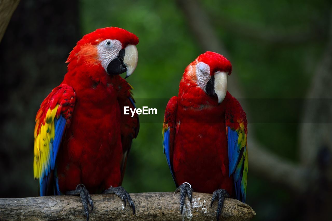 Close-up of scarlet macaws perching on branch